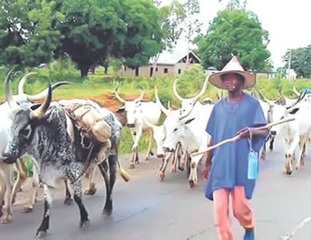 Cattle Rearer Count Heavy Losses as Banditry, Cattle Rustling Claim 200,000 Cattle, 50 Lives